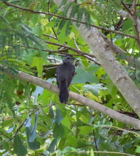 Gray Catbird