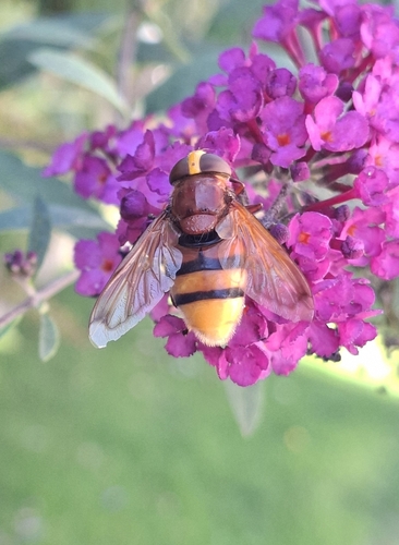Hornet Mimic Hover Fly