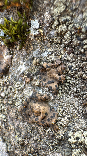 iNaturalist observation photo of Emery Rocktripe Lichen