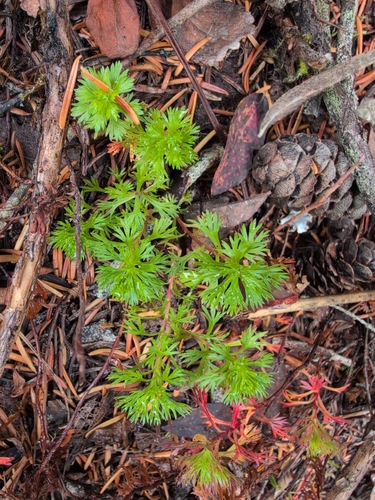 Luetkea pectinata, photograph 5