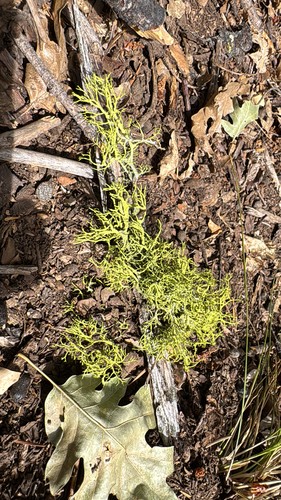 iNaturalist observation photo of wolf lichen
