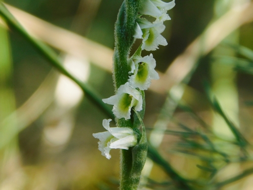 Autumn Ladies' Tresses