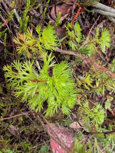 Luetkea pectinata, photograph 4