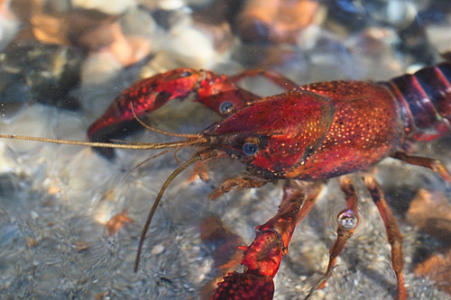 Red Swamp Crayfish