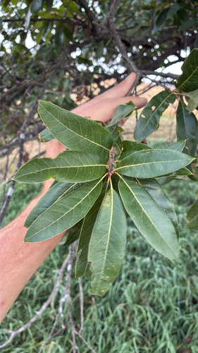 shingle oak