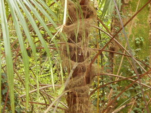 Chusan Palm
