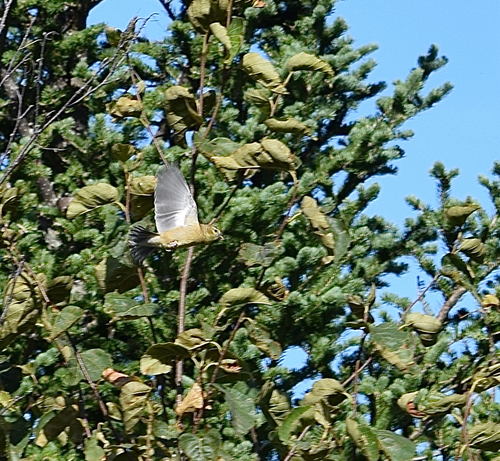 American Goldfinch
