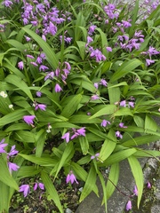 Bletilla