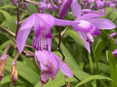 Bletilla