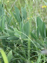 Lathyrus sylvestris, photograph (c) Antoine Thivolle, some rights reserved (CC BY)