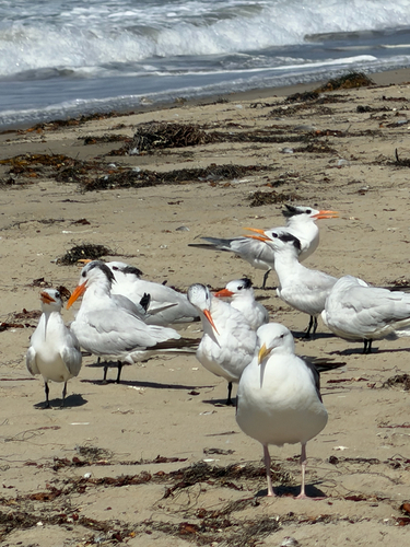 iNaturalist observation photo of Royal Tern