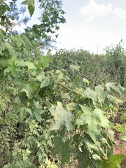 Diaspidiotus liquidambaris