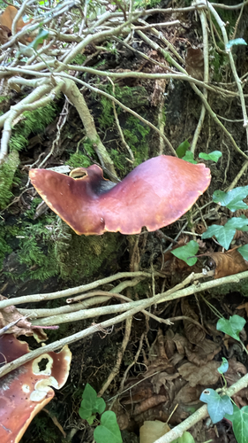 Bay Polypore
