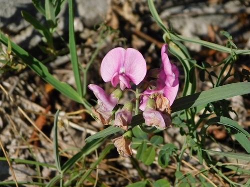 Narrow-leaved Everlasting-pea