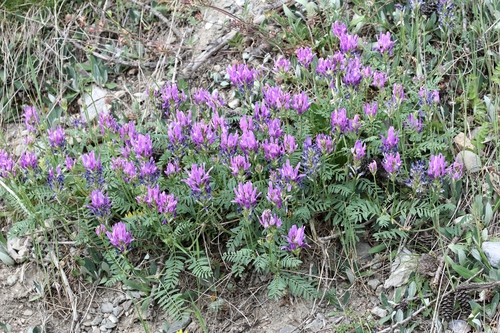Astragalus onobrychis, photograph 3