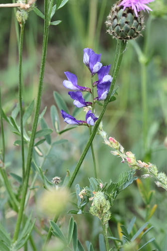 Vicia onobrychioides