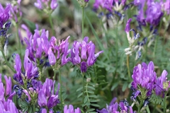 Astragalus onobrychis, photograph (c) Antoine Thivolle, some rights reserved (CC BY)