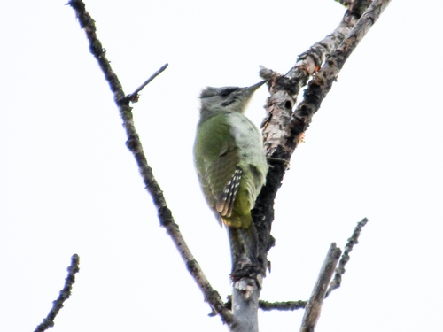Grey-headed Woodpecker