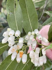 Lyonieae