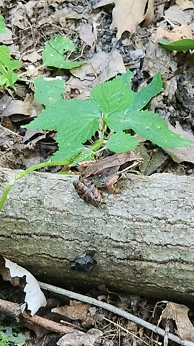 Wood Frog observed by nellie32944