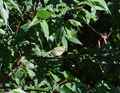 Black-throated Green Warbler