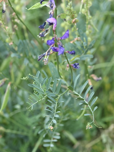 Vicia onobrychioides, photograph 2