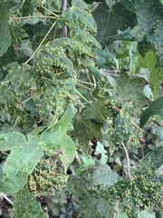 Diaspidiotus liquidambaris