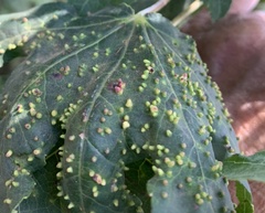 Diaspidiotus liquidambaris