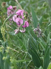 Lathyrus sylvestris, photograph (c) Antoine Thivolle, some rights reserved (CC BY)
