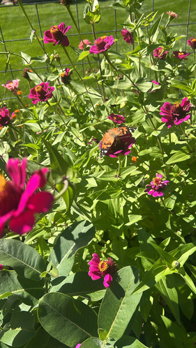 Painted Lady