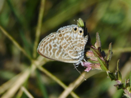 Lang's Short-tailed Blue