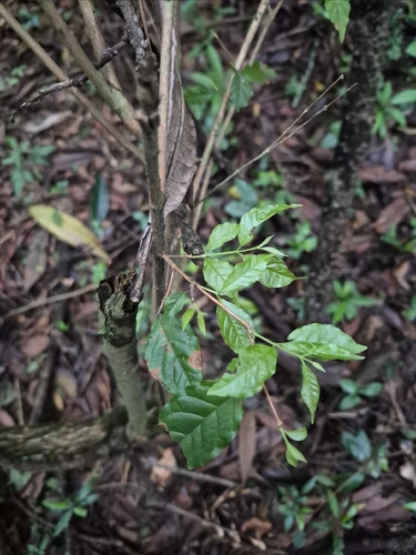 Campomanesia phaea, photograph 5