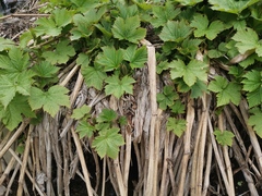 Filipendula camtschatica