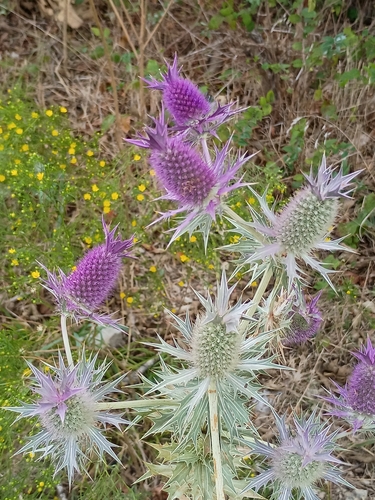 Leavenworth's eryngo