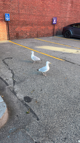 American Herring Gull observed by travismohrman