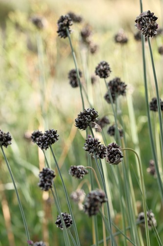 Allium scorodoprasum