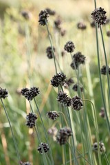 (c) Antoine Thivolle, some rights reserved (CC BY) Allium scorodoprasum, photograph (c) Antoine Thivolle, some rights reserved (CC BY)