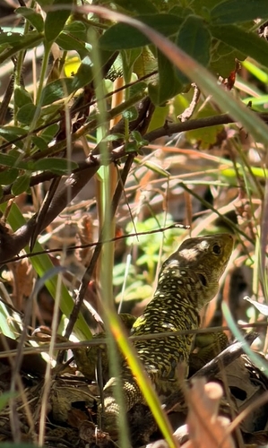 Ocellated Lizard