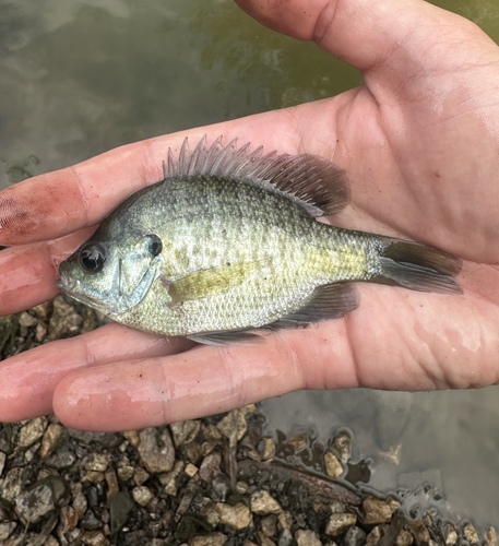 Bluegill