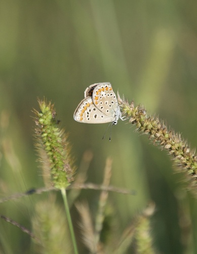 Common Blue