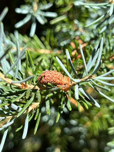 iNaturalist observation photo of mountain hemlock