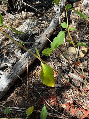 iNaturalist observation photo of poke knotweed