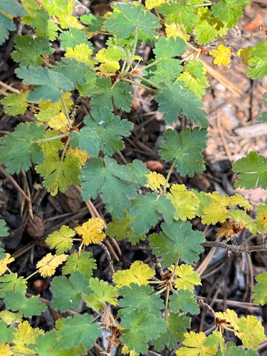 iNaturalist observation photo of mountain gooseberry