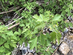 Acer negundo interius