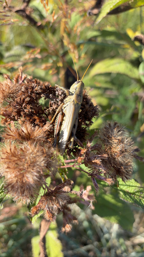 Differential Grasshopper