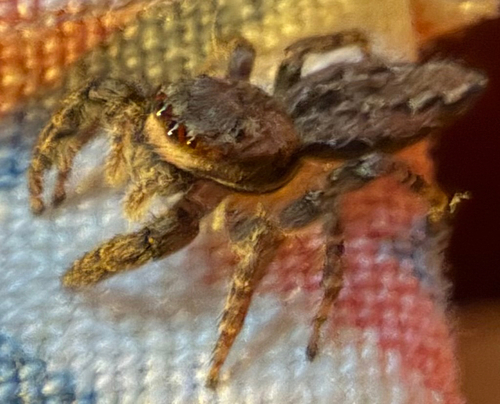 Fencepost jumping spider