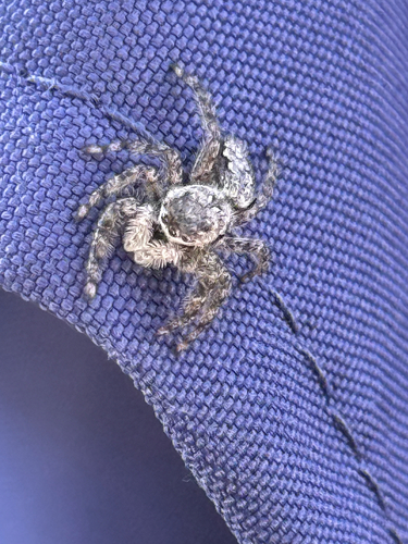 Tan Jumping Spider