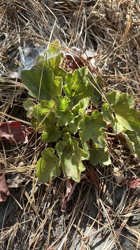 iNaturalist observation photo of alumroots
