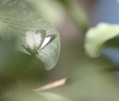 Spalgis lemolea lemolea