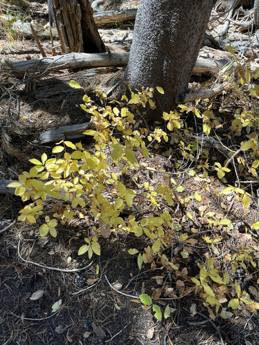 iNaturalist observation photo of Dicots